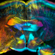 Illustration for article titled See The Wellcome Trusts Best Science Photos Of The Year